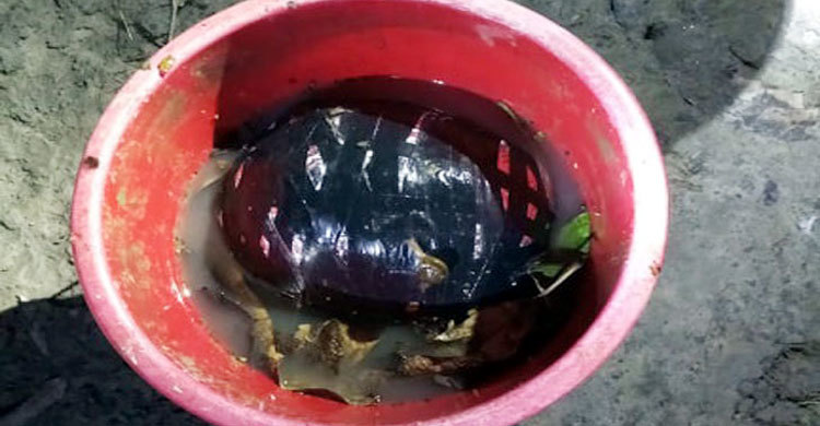 আমবাগানে মিলল শক্তিশালী বোমা