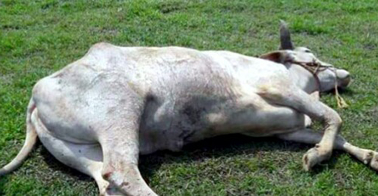 মৃত গরু জবাই করায় মুয়াজ্জিনসহ আটক ৩