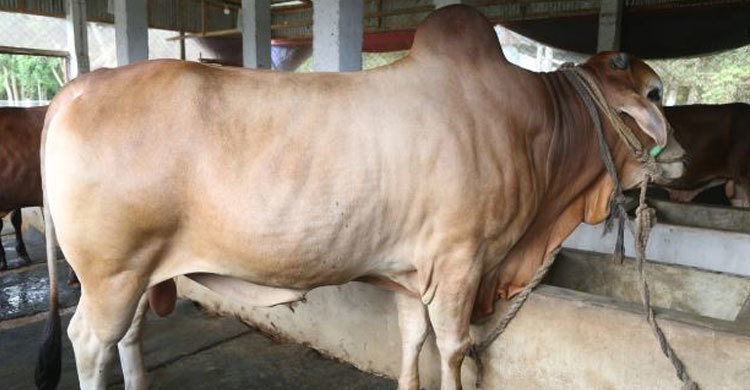 ২৭ মণ ওজনের ‘বাদশা’, দাম ১০ লাখ