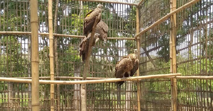 পরিচর্যার পর অবমুক্ত করা হলো ৭ শকুন