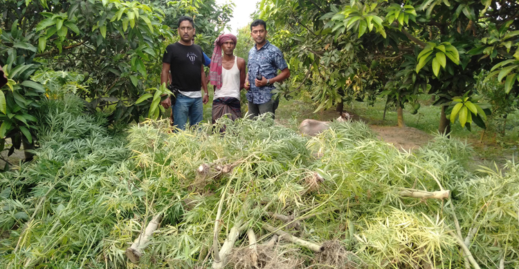 ছাত্রলীগ সভাপতির বাবার আম বাগানের ভেতরে গাঁজার চাষ