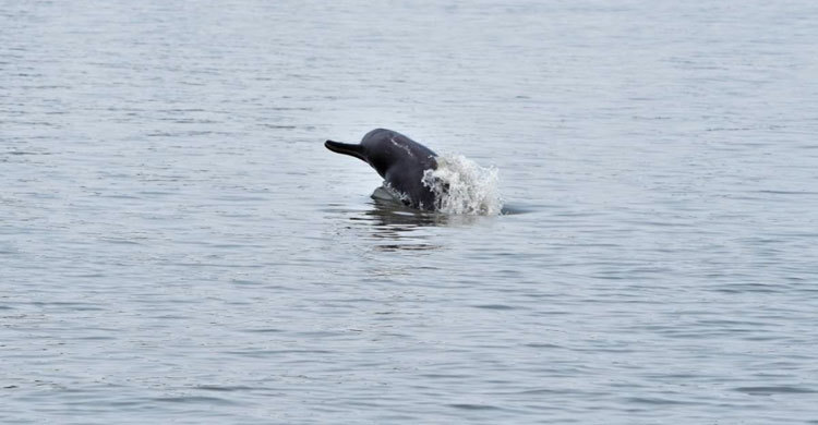 The disappearing dolphins of Sundarbans
