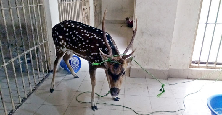 চিকিৎসা অবহেলায় মারা গেল চিত্রা হরিণটি