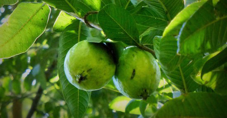 পেয়ারা পাড়তে গিয়ে স্কুলছাত্রীর করুণ মৃত্যু