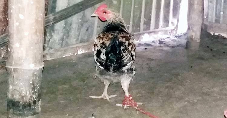 ধানের বীজ খাওয়ায় মুরগির জরিমানা