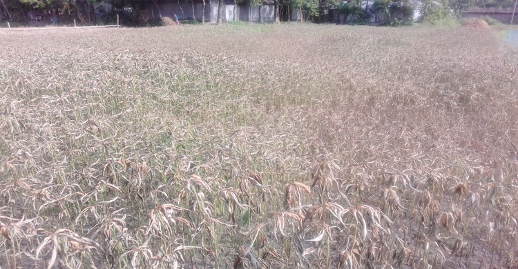 এ কেমন শত্রুতা!