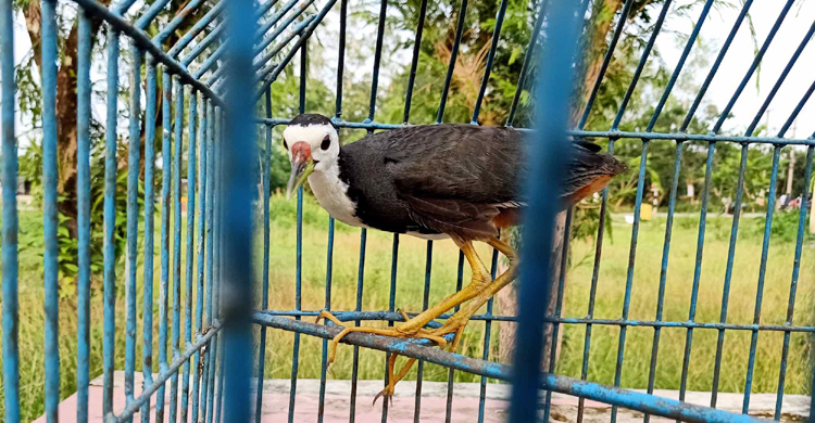আপন ঠিকানায় ফিরে গেল ডাহুক