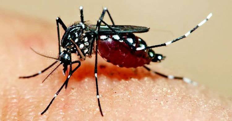 Dengue: More people infected than ever before in a calendar year