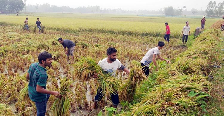 ছাত্রলীগের নেতাকর্মীরা ধান কেটে দেয়ায় বেঁচে গেলাম আমি