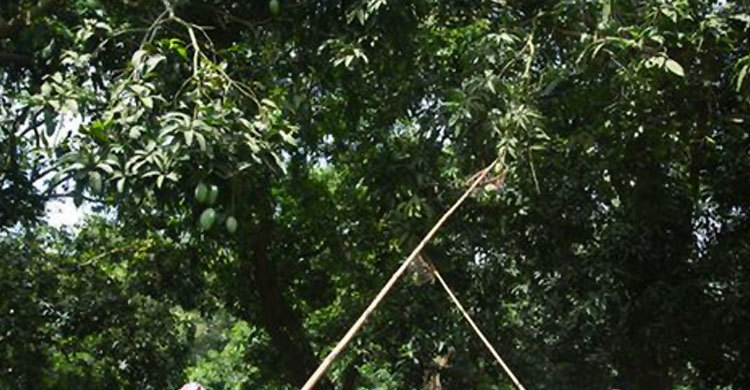 মসজিদের গাছের আম পাড়তে বাধা দেয়ায় বৃদ্ধকে হত্যা