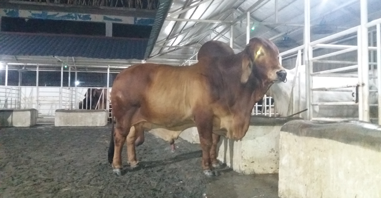 ১৩০০ কেজি ওজনের ‘মেসি’র দাম ৩৮ লাখ