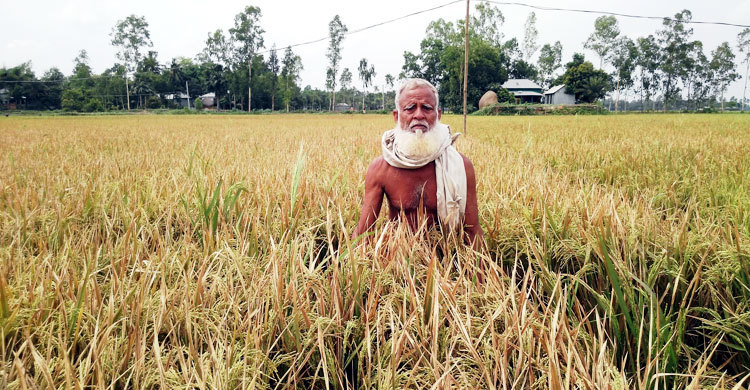 ইটভাটার ধোঁয়ায় ১৬ একর জমির ধান নষ্ট, কৃষকের মাথায় হাত