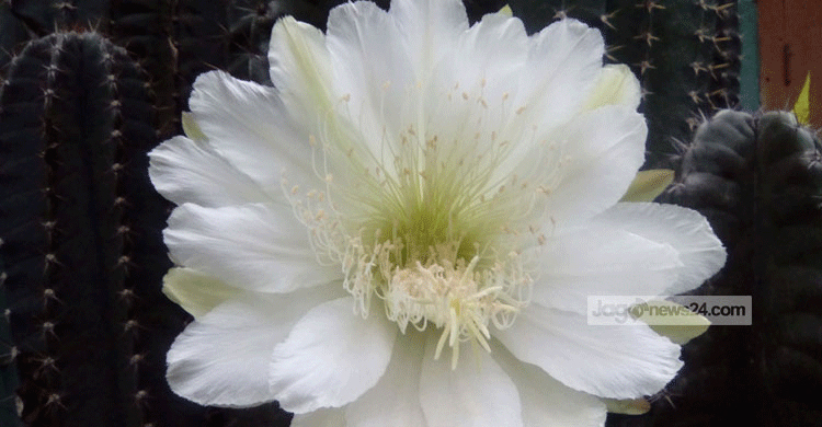 Momena’s expectations terminate after 12 years