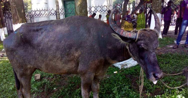 সুপ্রিম কোর্টে ‘মহিষকাণ্ড’