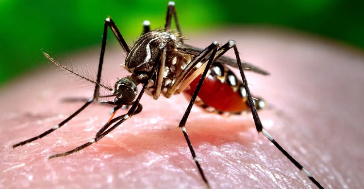 Everything you need to know about Dengue fever