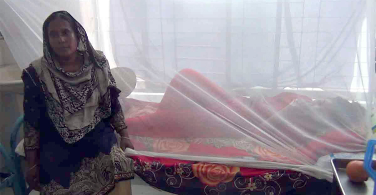 নওগাঁয় ১১ ডেঙ্গু রোগী শনাক্ত