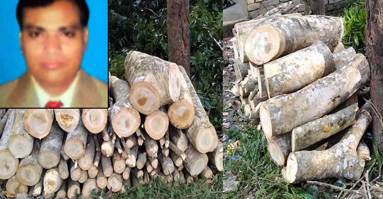 সরকারি গাছ বিক্রি করলেন বিএনপি নেতা