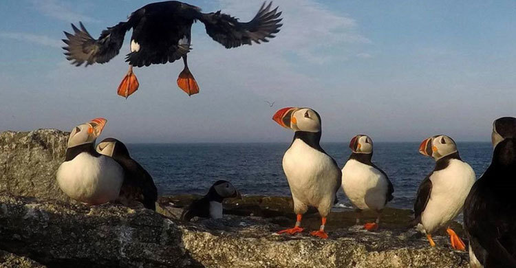 Puffins fill up nesting islands this year despite challenges