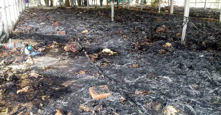 আগুনে পুড়লো ৭ হাজার মুরগি