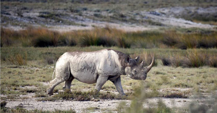 From tusks to tails, nations eye trade in endangered species