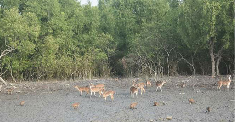 সুন্দরবনে পর্যটকদের ভিড়