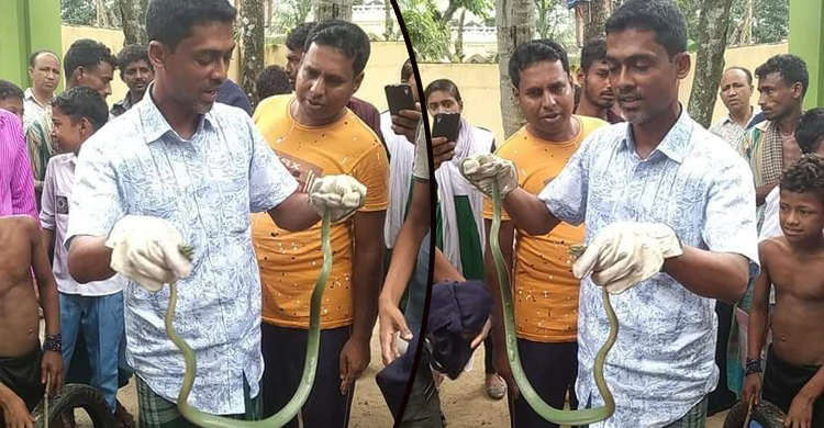 লোকালয়ে বিষধর ‘পিট ভাইপার’ সাপ