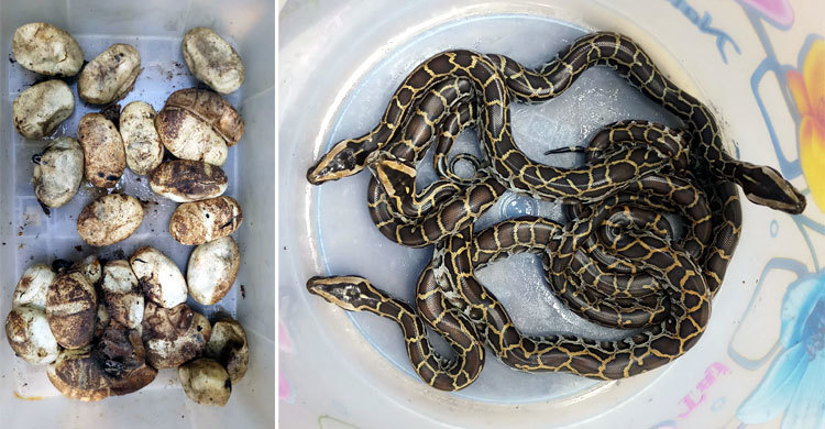 বাচ্চা বের হচ্ছে অজগরের ডিম থেকে