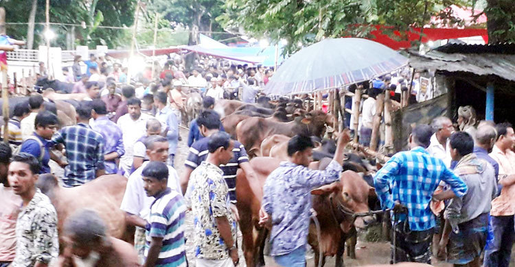 স্বস্তিতে কোরবানির পশু ক্রেতারা