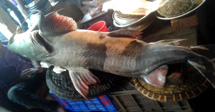 একটি মাছের দাম ৪ লাখ টাকা