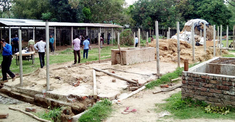 ৪ ঘণ্টা অভিযান চালিয়ে আ.লীগ নেতার গরুর খামার উচ্ছেদ