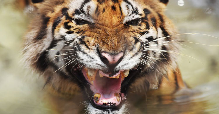 Bengal tigers may not survive climate change