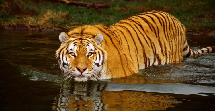 Tiger population rises to 114