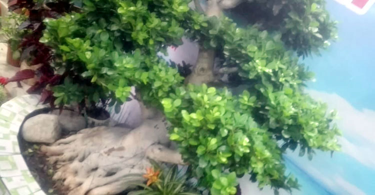 এক গাছের দামই ৫ লাখ টাকা!