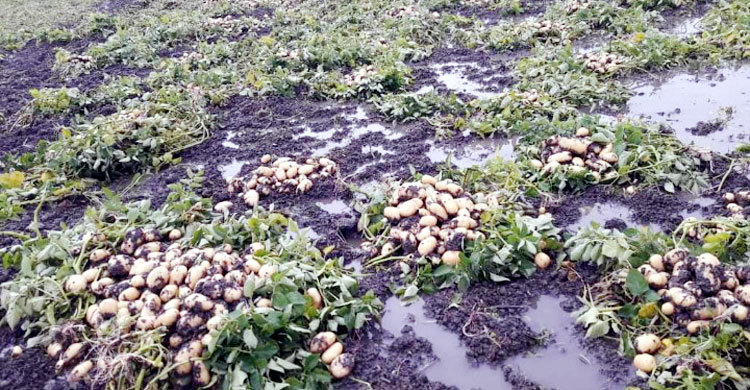 হঠাৎ বৃষ্টিতে এবারও আলু চাষিদের মাথায় হাত