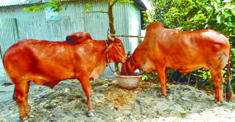 প্রতিহিংসার আগুনে পুড়ে মরলো গরু দুটো