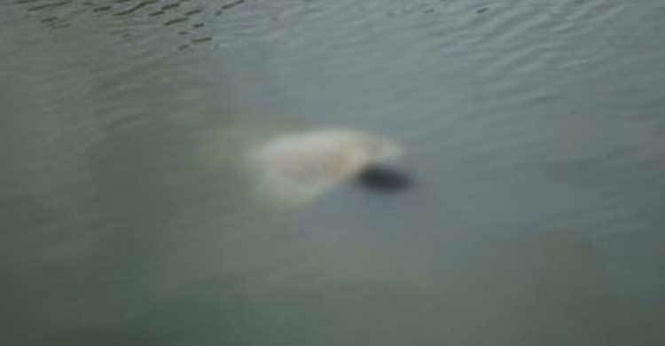 মোহনগঞ্জে নদীতে ডুবে ভাই-বোনের মৃত্যু