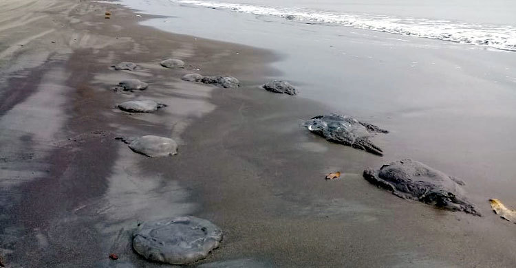 কুয়াকাটা সৈকতে ভেসে আসছে মরা জেলিফিশ