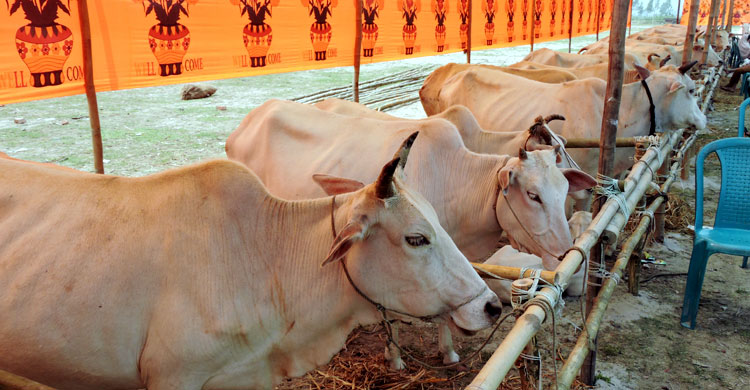 munshiganj-cow-fair