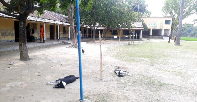 নৌকা জিতবে, তাই ভোট দিতে আসেননি ভোটাররা