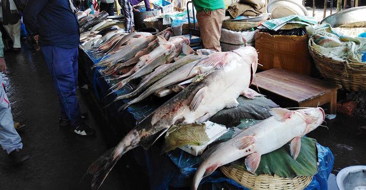 এক মাছের দাম দেড় লাখ