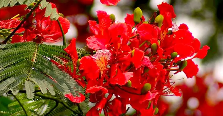 কো‌কি‌ল ডাকছে এসেছে বসন্তকাল