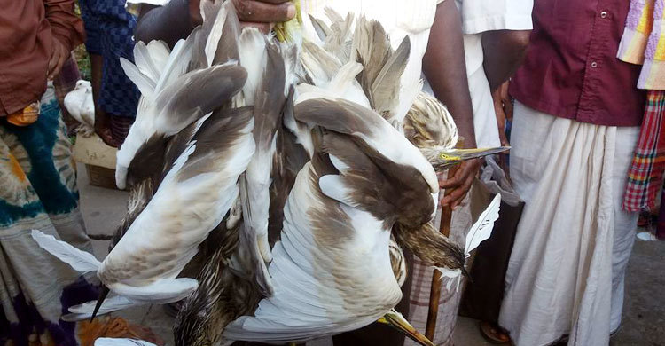 মৌলভীবাজারে পরিযায়ী পাখি শিকারের মহোৎসব