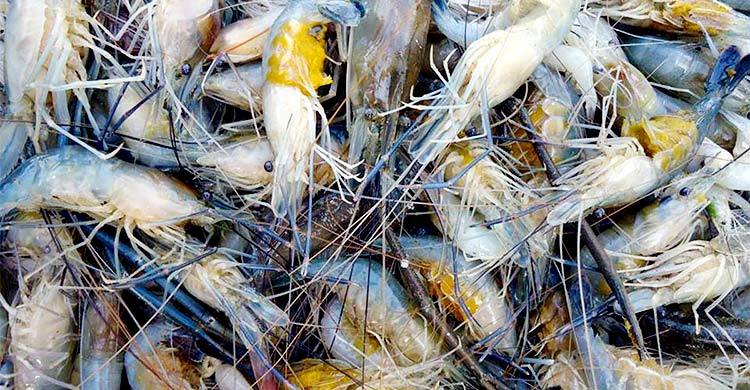 নদীতে বিষ দিয়ে চিংড়ি শিকার