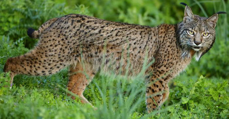 কারখানায় বনবিড়ালের থাবায় দুই শ্রমিক আহত