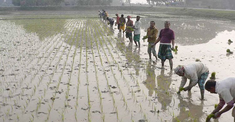 শার্শায় বোরোর বাম্পার ফলনের আশা কৃষকের