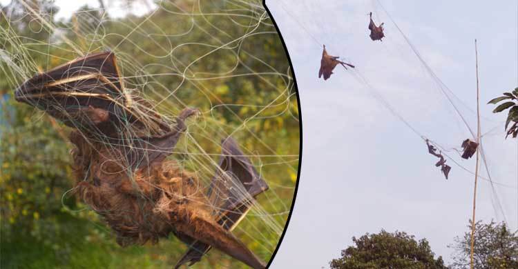 কারেন্ট জালের ফাঁদে মারা পড়ছে পাখি