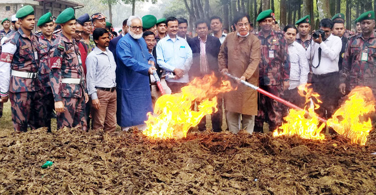 ২৫ কোটি টাকার মাদক ধ্বংস করল বিজিবি
