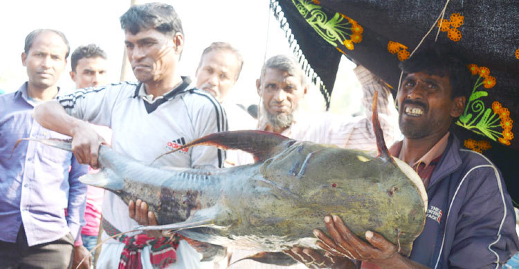 এবার বাঘাইড়ের দখলে বকচর মেলা