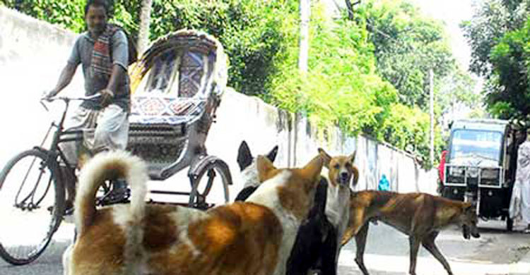 দোহারে পাগলা কুকুর আতঙ্ক