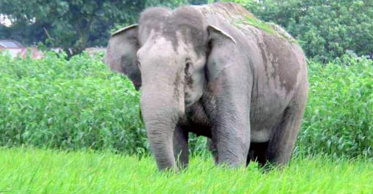 লাকড়ি আনতে গিয়ে হাতির আক্রমণে মৃত্যু
